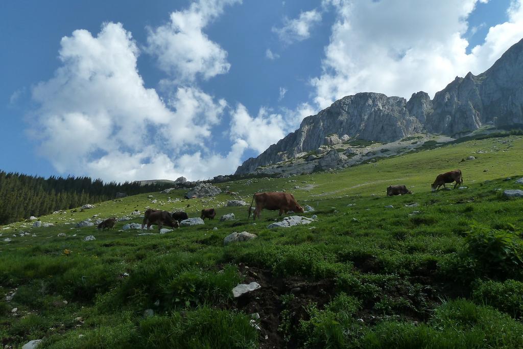 Ranger Chalet Moeciu De Sus Zimmer foto